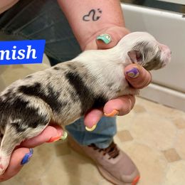 Hamish - Blue merle and white male Shetland Sheepdog puppy in Kaycee, Wyoming from Heavenly Shelties