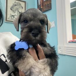 Scotty - Black and silver male Miniature Schnauzer puppy in Lehigh Acres, Florida from Regency Schnauzer