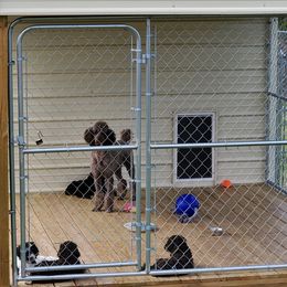 Poodle Puppies from Edith and Company Fantastic Standard Poodle Life
