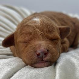 Poppy - Red  female Goldendoodle puppy in Queen Creek, Arizona from Goldendoodle AZ