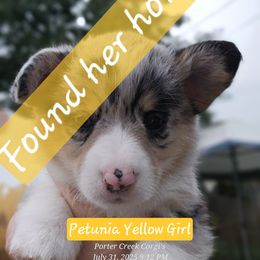 Petunia - Blue merle and white female American Corgi puppy in Boise, Idaho from Porter Creek Corgis