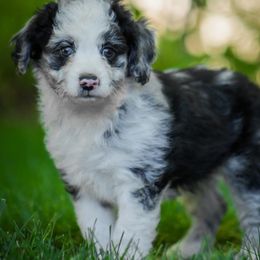 Aussiedoodles, Miniature Australian Shepherds, and Poodles from Woodwind Miniatures