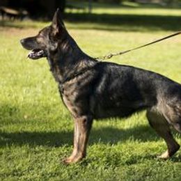 Rella - German Shepherd