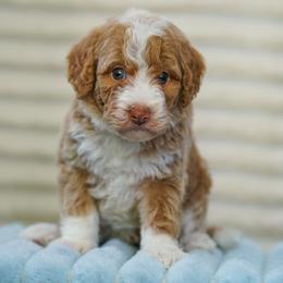 Patrick - Yellow and white male Bernedoodle puppy in Dundee, Ohio from Down Home Doodle