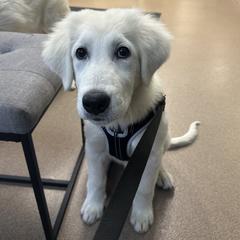 Girl 1 - Maremma Sheepdog puppy from Prancing Pony Farm Maremma Sheepdogs