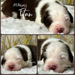 2 Titan - Red tri-color male Australian Shepherd puppy in Huntington, Texas from JKKJ Farms, LLC