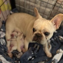 Tully - French Bulldog