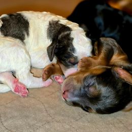 Boy 3 - Tri-color male Bernedoodle puppy in Blanco, Texas from Texas Hill Country Sheepadoodles & Bernedoodles