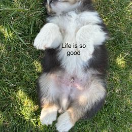 Boy 5 - Black tri male Miniature American Shepherd puppy in Minden, Nevada from Kickinauss Minis
