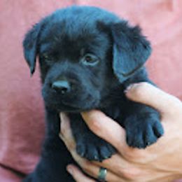 Labrador Retriever Puppies from Penny Lane Labradors