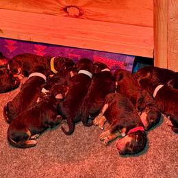 Airedale Terrier Puppies from Allie’s Airedales