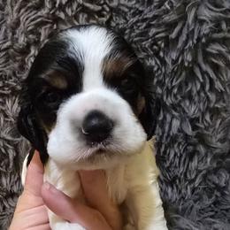 Queen - Black white and tan female Cocker Spaniel puppy in Florence, South Carolina from Reddick's American Cocker Spaniels