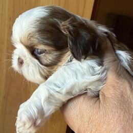 B2 - Sable and white male Shih Tzu puppy in Victorville, California from Precioustzus