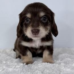 Seraphina Grace - Chocolate and cream female Dachshund puppy in Sacramento, California from HEFFERNAN HOUNDS