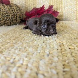 Camilla - Chocolate female Havanese puppy in Zanesville, Ohio from Charlotte Landry