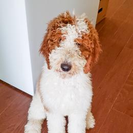 Roo  - Poodle