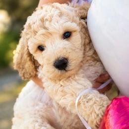 Charlie - Cream male Goldendoodle puppy in Millville, California from Hope Lane Kennels