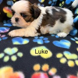 Luke - Black gold and white male Shih Tzu puppy in Jasper, Indiana from Jacob’s Spoiled Shih Tzu
