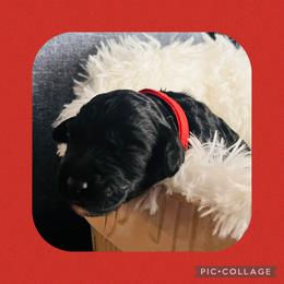 Miss Red - Black and white female Aussiedoodle puppy in Taylor, Missouri from Pawsitively Doodles