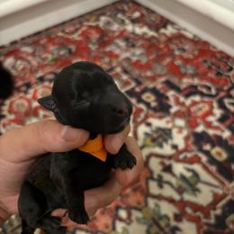 Bonnie - Brindle female Scottish Terrier puppy in Stanford, Kentucky from Bluegrass Scottish Terriers
