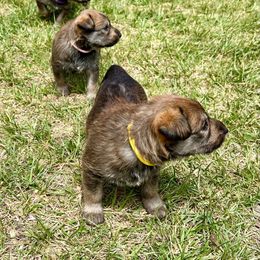 Berger Picard Puppies from Zia Picards Kennel