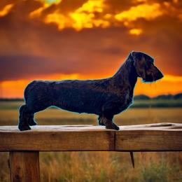 Witchy - Dachshund