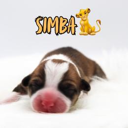 Simba - Sable and white male American Corgi puppy in Star City, Arkansas from T4 Farms