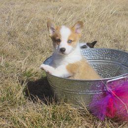 Pembroke Welsh Corgi Puppies from Loves Classic Corgis