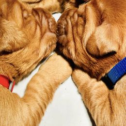 Labrador Retriever Puppies from West Wind Farm’s Labradors & Livery