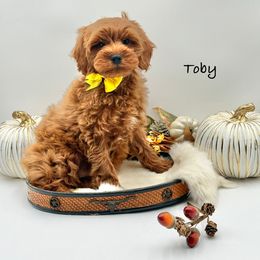 Toby (Yellow Bow) OFA - Red male Cavapoo puppy in Falmouth, Michigan from Dyer Lake Newfoundland’s