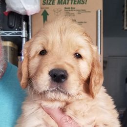 Golden Retriever and Labrador Retriever Puppies from Abels Envy Retrievers