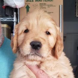 Golden Retriever and Labrador Retriever Puppies from Abels Envy Retrievers