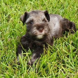 Miniature Schnauzer Puppies from Dees Schnauzers