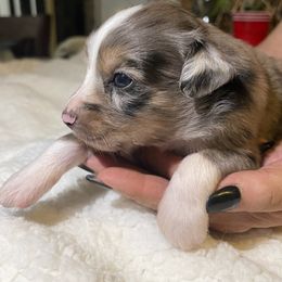 Miniature Australian Shepherd Puppies from Yost Family Mini Aussies