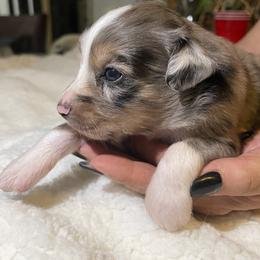 Miniature Australian Shepherd Puppies from Yost Family Mini Aussies
