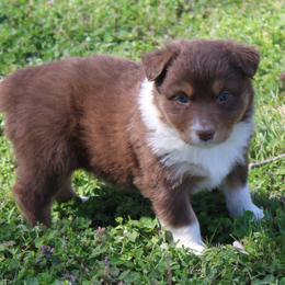 Samuel - Red tri-color male Australian Shepherd puppy in Kansas, Oklahoma from Windy G Farm