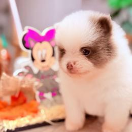 AKC EXOTIC SIMON - Lavender parti male Pomeranian puppy in Wyandotte, Michigan from FAITHOPELOVE POMS KENNELS