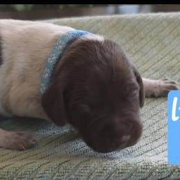 Light blue boy - Liver roan male German Shorthaired Pointer puppy in Dahlonega, Georgia from Pointer Mountain Bird Dogs