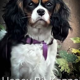 Elle - Cavalier King Charles Spaniel