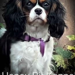Elle - Cavalier King Charles Spaniel
