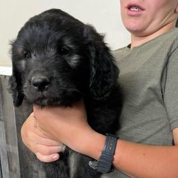 Terrence - Black male Pyredoodle puppy in Prescott, Washington from Washington Pyredoodles