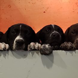 German Shorthaired Pointer Puppies from Magnolia Farm and Kennel