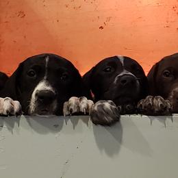German Shorthaired Pointer Puppies from Magnolia Farm and Kennel