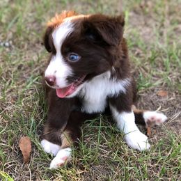 Miniature Australian Shepherds from Memory Farm Working Dogs