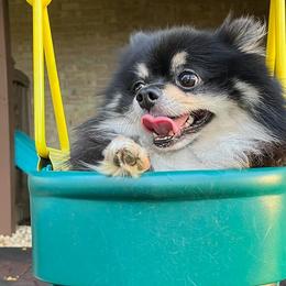 Pomeranians from House of Misio Pomeranians