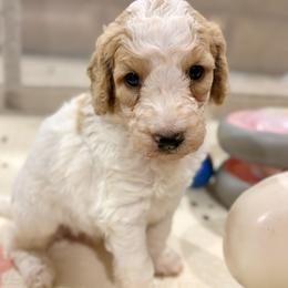 Mr. Smee - Parti male Goldendoodle puppy in Pittsburg, Texas from Peachy Pine Goldendoodles