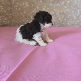 Deville - Parti Poodle puppy in Covington, Virginia from A  Gift from above kennel,  LLC