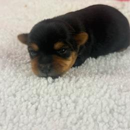 Sarah - Blue and gold female Yorkshire Terrier puppy in New Hampton, Iowa from JMAK Dreams