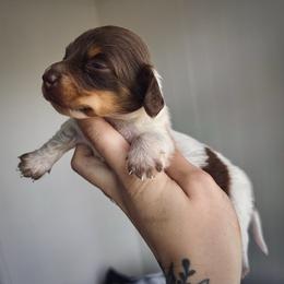 Mickey - Chocolate and tan male Dachshund puppy in Augusta, Georgia from Cherokee Hill Dachshunds