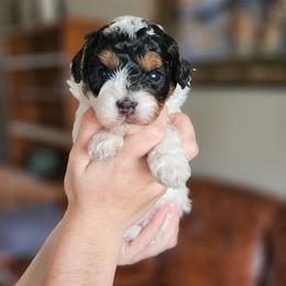 Rocky - Tri-color male Cavapoo puppy in Glendale, Arizona from Cool Cavapoos